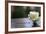 White Rose at September 11 Memorial-null-Framed Photo