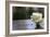 White Rose at September 11 Memorial-null-Framed Photo