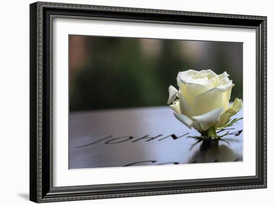 White Rose at September 11 Memorial-null-Framed Photo