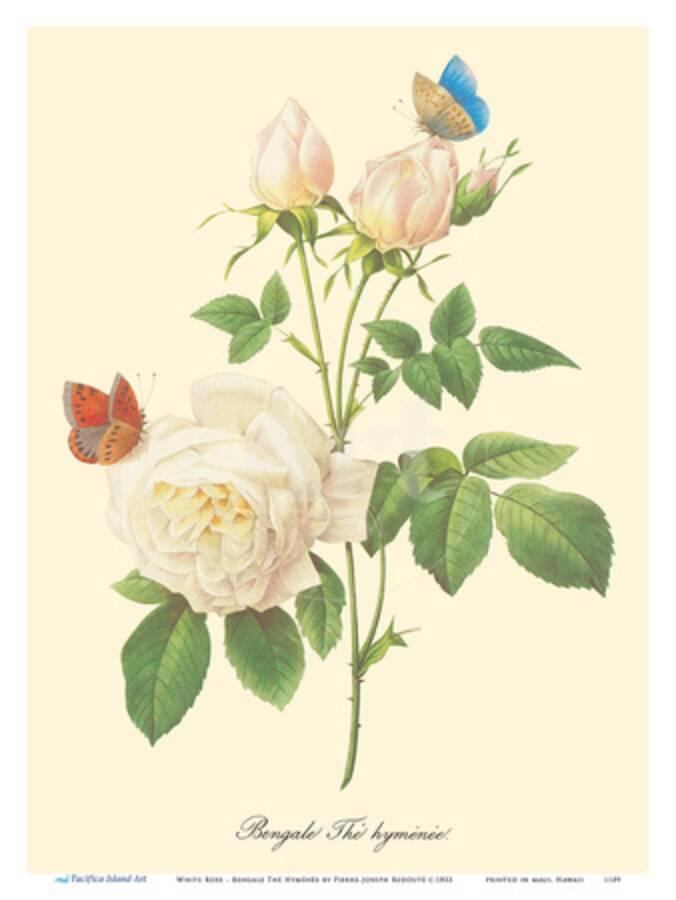 White Rose Bengale Thé Hyménée From Choix Des Plus Belles Fleurs Art Print By Pierre Joseph Redouté Artcom