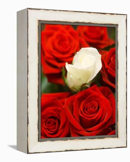 White rose between red roses-null-Framed Premier Image Canvas