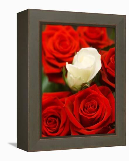 White rose between red roses-null-Framed Premier Image Canvas