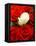 White rose between red roses-null-Framed Premier Image Canvas