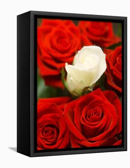 White rose between red roses-null-Framed Premier Image Canvas