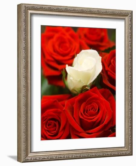 White rose between red roses-null-Framed Photographic Print