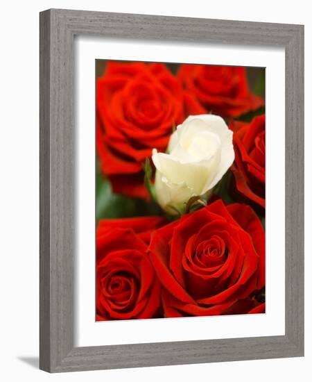 White rose between red roses-null-Framed Photographic Print