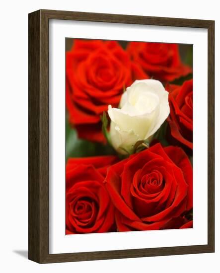 White rose between red roses-null-Framed Photographic Print