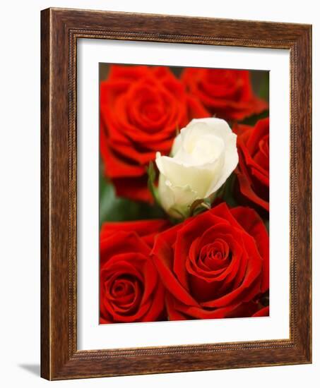 White rose between red roses-null-Framed Photographic Print