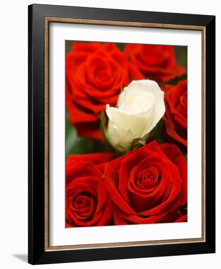 White rose between red roses-null-Framed Photographic Print