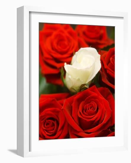 White rose between red roses-null-Framed Photographic Print