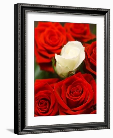 White rose between red roses-null-Framed Photographic Print