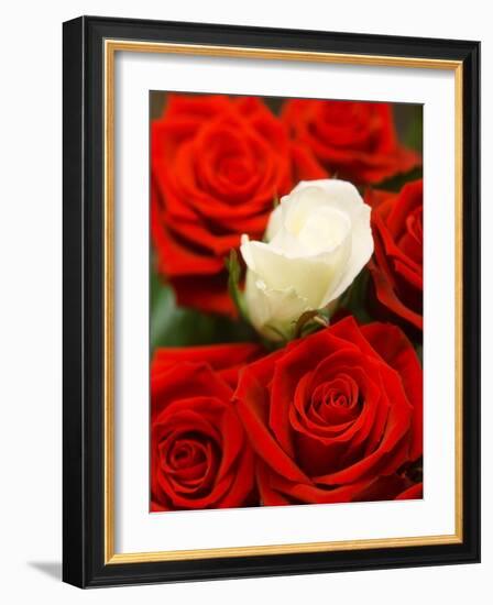 White rose between red roses-null-Framed Photographic Print