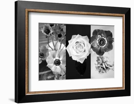 White Rose Blossom Infront of Dark Background-Alaya Gadeh-Framed Photographic Print