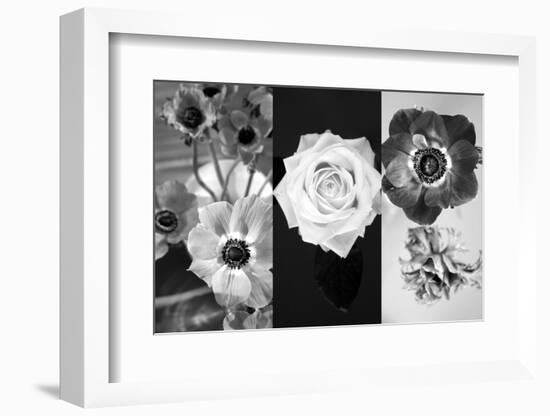 White Rose Blossom Infront of Dark Background-Alaya Gadeh-Framed Photographic Print