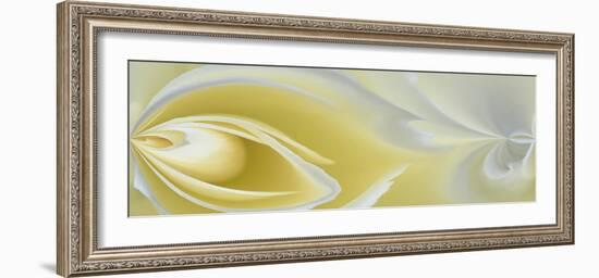 White Rose Close-Up-Adam Jones-Framed Photographic Print