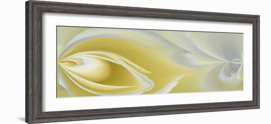 White Rose Close-Up-Adam Jones-Framed Photographic Print