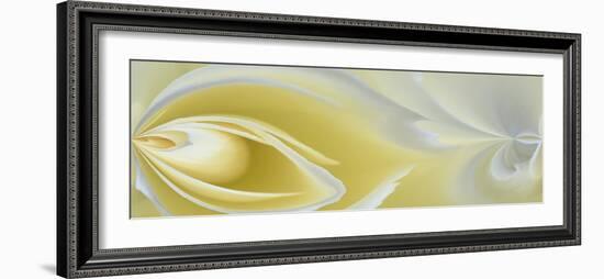 White Rose Close-Up-Adam Jones-Framed Photographic Print