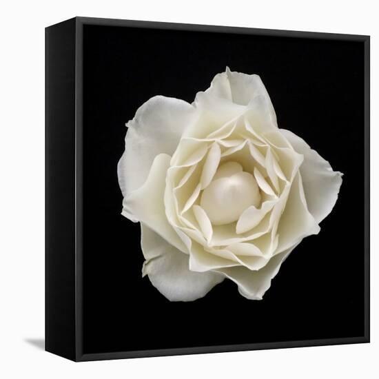 White Rose I-Jim Christensen-Framed Premier Image Canvas