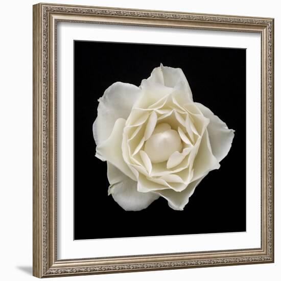 White Rose I-Jim Christensen-Framed Photographic Print