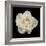 White Rose I-Jim Christensen-Framed Photographic Print