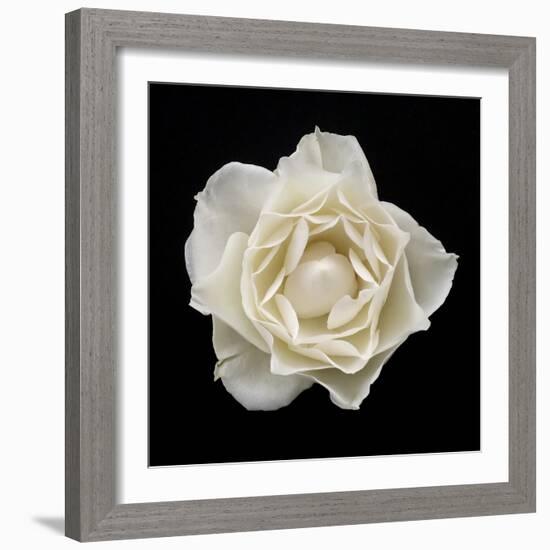 White Rose I-Jim Christensen-Framed Photographic Print