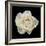 White Rose I-Jim Christensen-Framed Photographic Print