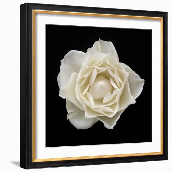 White Rose I-Jim Christensen-Framed Photographic Print