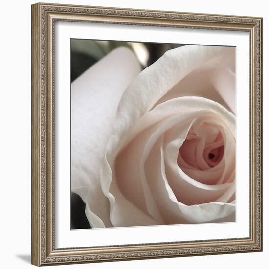 White Rose I-Monika Burkhart-Framed Photographic Print