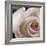 White Rose I-Monika Burkhart-Framed Photographic Print