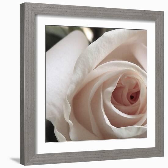 White Rose I-Monika Burkhart-Framed Photographic Print