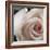 White Rose I-Monika Burkhart-Framed Photographic Print