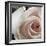 White Rose I-Monika Burkhart-Framed Photographic Print