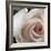 White Rose I-Monika Burkhart-Framed Photographic Print