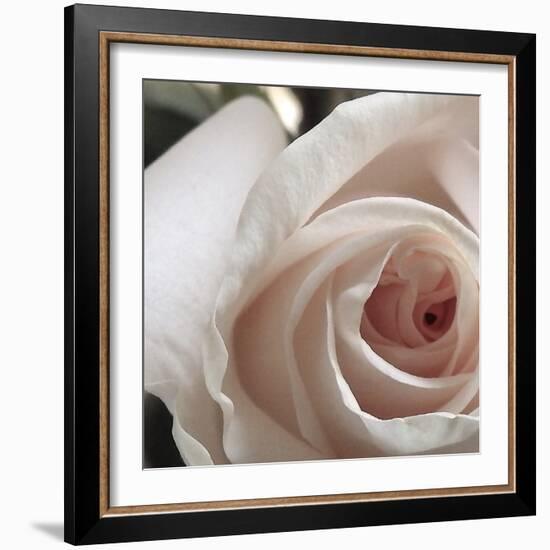 White Rose I-Monika Burkhart-Framed Photographic Print