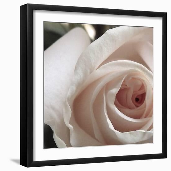 White Rose I-Monika Burkhart-Framed Photographic Print