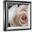 White Rose I-Monika Burkhart-Framed Photographic Print