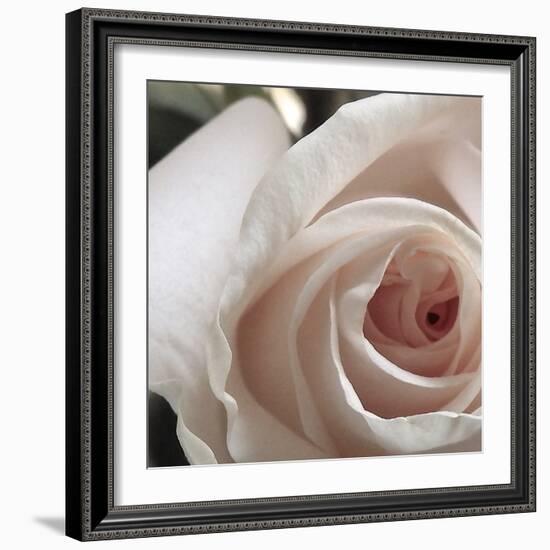 White Rose I-Monika Burkhart-Framed Photographic Print