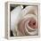 White Rose I-Monika Burkhart-Framed Premier Image Canvas