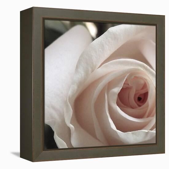 White Rose I-Monika Burkhart-Framed Premier Image Canvas