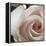 White Rose I-Monika Burkhart-Framed Premier Image Canvas