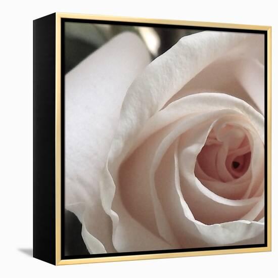 White Rose I-Monika Burkhart-Framed Premier Image Canvas