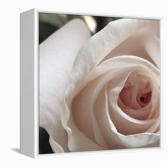 White Rose I-Monika Burkhart-Framed Premier Image Canvas