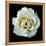 White Rose II-Jim Christensen-Framed Premier Image Canvas