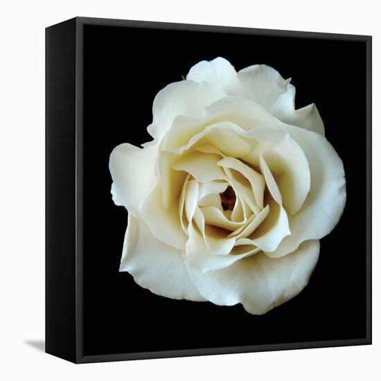 White Rose II-Jim Christensen-Framed Premier Image Canvas