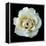 White Rose II-Jim Christensen-Framed Premier Image Canvas