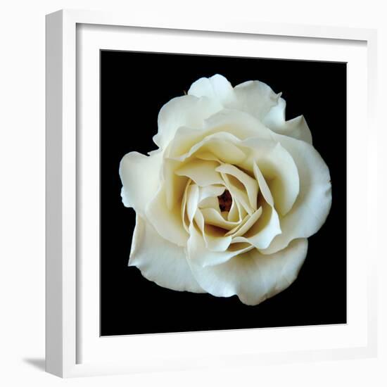 White Rose II-Jim Christensen-Framed Premium Photographic Print