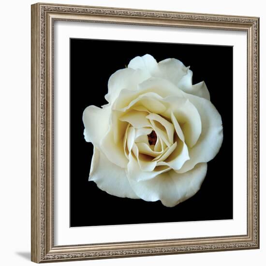 White Rose II-Jim Christensen-Framed Photographic Print