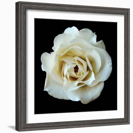 White Rose II-Jim Christensen-Framed Photographic Print