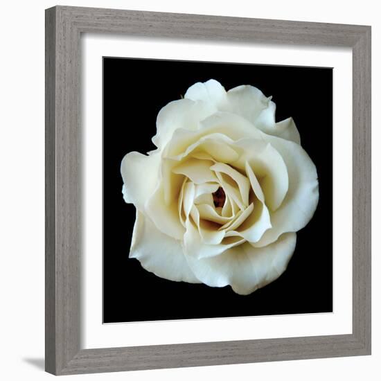 White Rose II-Jim Christensen-Framed Photographic Print