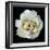 White Rose II-Jim Christensen-Framed Photographic Print